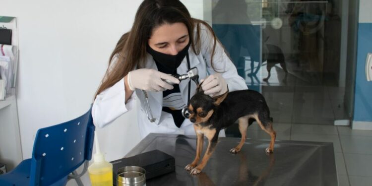 Em cachorros, por exemplo, a mais comum nesse período é popularmente conhecida como gripe canina - Foto: Lane Silva/ Divulgação/Grupo UniEduK