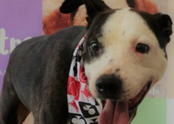 Prefeitura abre agenda para castrar 800 animais na região dos Amarais