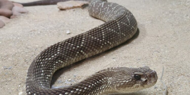 Animais peçonhentos serão tema de palestra no Bosque dos Jequitibás no domingo