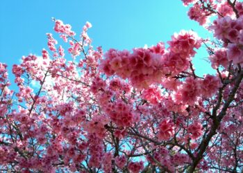 Festa das cerejeiras em São Roque: evento contará com uma programação completa e diversas atrações da cultura japonesa - Foto: Divulgação