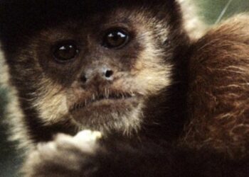 A varíola dos macacos é uma doença silvestre com infecções humanas bem acidentais - Foto: ONU News
