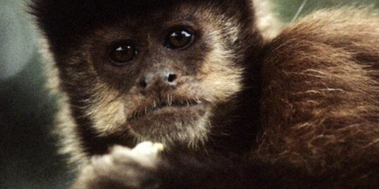 A varíola dos macacos é uma doença silvestre com infecções humanas bem acidentais - Foto: ONU News