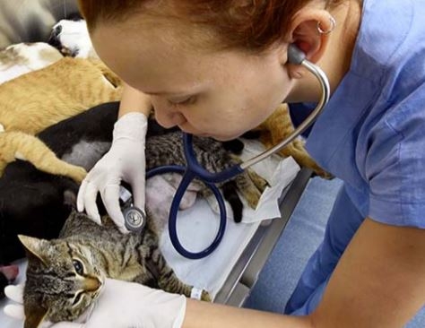 Prefeitura realiza castração de 800 cães e gatos da região do Swift