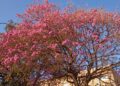 Neste período de inverno, as árvores de ipê, que geralmente são discretas, não passam despercebidas: encanto do olhar - Fotos; Kátia Camargo/Hora Campinas