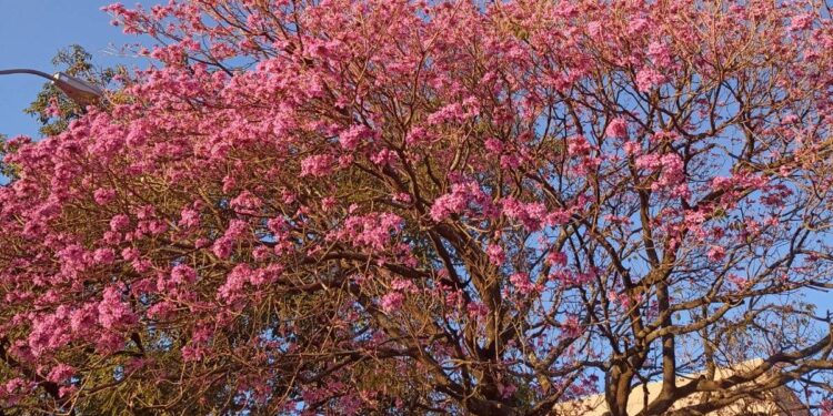 Neste período de inverno, as árvores de ipê, que geralmente são discretas, não passam despercebidas: encanto do olhar - Fotos; Kátia Camargo/Hora Campinas