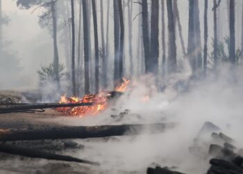 Um grande incêndio em zona de floresta se alastra rapidamente em Brandenburg, no leste da Alemanha. Foto: Reprodução