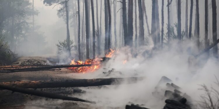 Um grande incêndio em zona de floresta se alastra rapidamente em Brandenburg, no leste da Alemanha. Foto: Reprodução