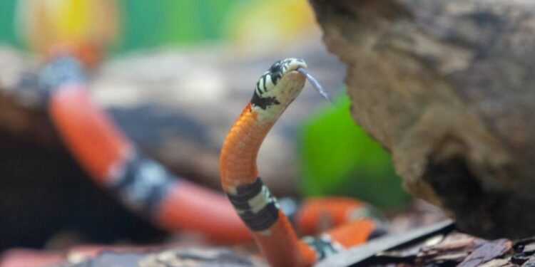 O Serpentário é uma das atrações mais visitadas do Parque da Ciência - Foto: Divulgação