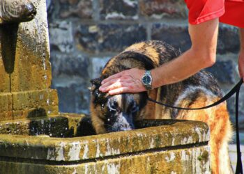 Cachorro se refresca em chafariz em Paris: calor severo. Foto: Pixabay