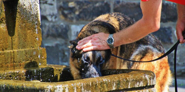Cachorro se refresca em chafariz em Paris: calor severo. Foto: Pixabay