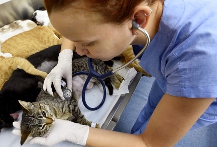 Castração de animais na Padre Anchieta: agenda nesta terça e quarta
