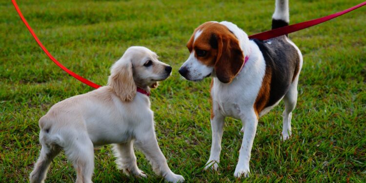 A cãominhada deve receber perto de 1,5 mil participantes. Foto: Pixbay/Divulgação
