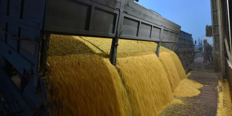 Os preços mundiais do trigo e do milho atingiram máximos recordes durante o ano, aponta a FAO - Foto: Genya Savilov/FAO/ONU