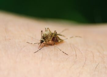 A dengue ocasionou quatro óbitos em Campinas no primeiro semestre deste ano. Foto: Arquivo