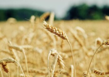 Campo de trigo: principal entrave às exportações pela Ucrânia é o risco de bombardeios russos - Foto: Pixabay