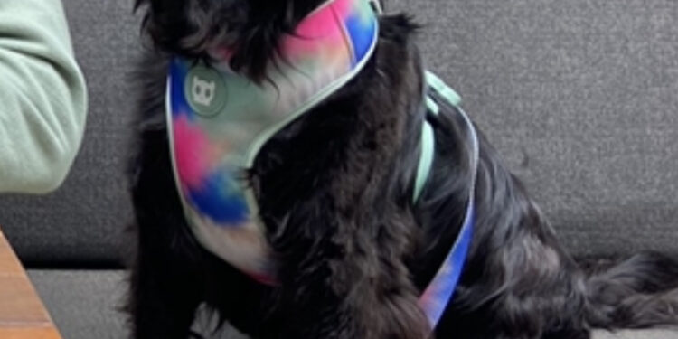 Empresa promove ação com cachorro abandonado no Dia Mundial do Cão