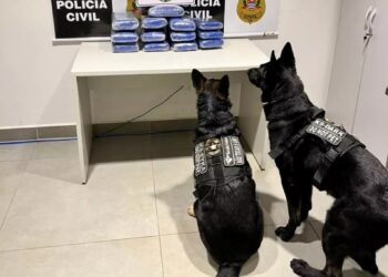 Droga foi localizada com o uso de cães durante a verificação das bagagens - Foto: Divulgação/Polícia Civil