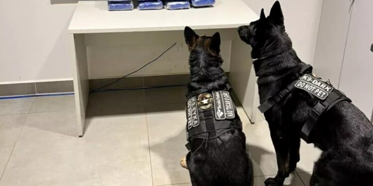 Droga foi localizada com o uso de cães durante a verificação das bagagens - Foto: Divulgação/Polícia Civil