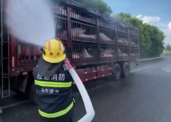 Porcos sofrem com insolação devido ao calor extremo na China - Foto: Reprodução/Redes Sociais