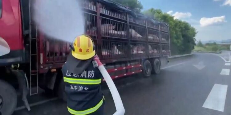 Porcos sofrem com insolação devido ao calor extremo na China - Foto: Reprodução/Redes Sociais