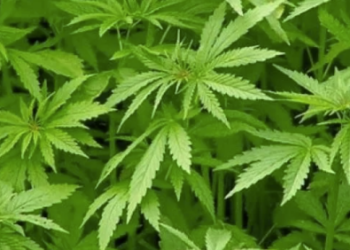 Conselho recomenda mais estudos sobre os efeitos do uso de cannabis. Foto: Divulgação