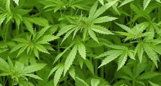 Uso medicinal de cannabis aumenta risco de problemas cardíacos, aponta estudo