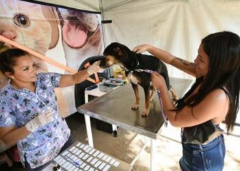 Ação de castração e microchipagem de cães e gatos realizado pelo Castramóvel - Foto: Carlos Bassan/Divulgação PMC