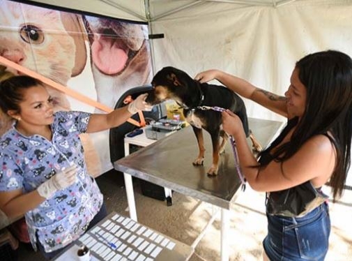 Prefeitura abre nesta terça agendamento para castrar animais no Nova Europa