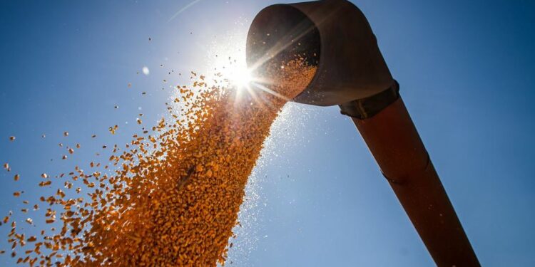 Safra agrícola: estimativa de julho refere-se a cereais, leguminosas e oleaginosas - Foto: Wenderson Araújo/CNA/Divulgação
