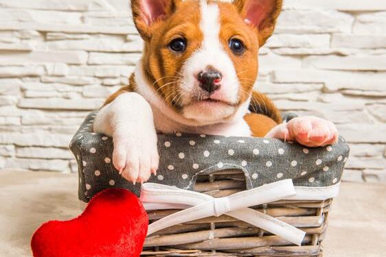 A saúde do coração do seu cão está em dia?