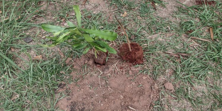 Ato de vandalismo destrói 55 mudas plantadas no bairro Alto Taquaral