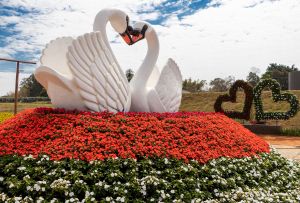 Casal de cisnes ornamenta trecho do Magic Garden, atraindo a atenção dos visitantes Foto: Divulgação