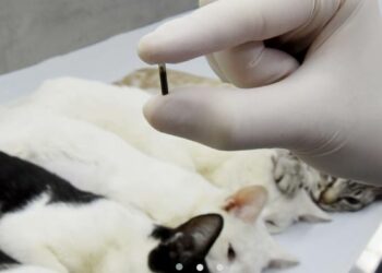 Prefeitura realiza 11 mil microchipagens em cães e gatos