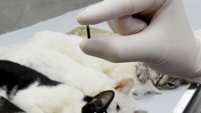 Prefeitura realiza 11 mil microchipagens em cães e gatos