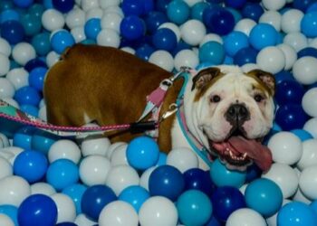 Atrações incluem o PetPlay, um espaço com brinquedos com piscina de bolinhas, criado para os cães se divertirem - Foto: Divulgação