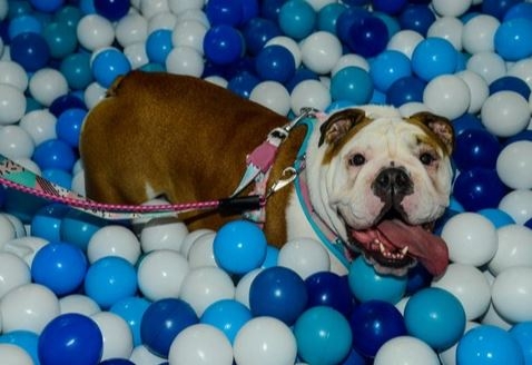 Galleria Shopping terá a terceira edição do Pet Day