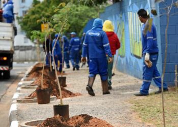 As árvores serão plantadas em calçadas, pelas equipes da Secretaria de Serviços Públicos Foto: Carlos Bassan/Divulgação PMC
