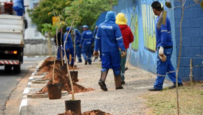 As árvores serão plantadas em calçadas, pelas equipes da Secretaria de Serviços Públicos Foto: Carlos Bassan/Divulgação PMC