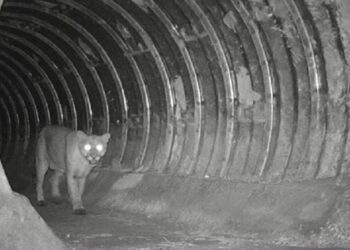 Onça-parda utiliza passagem de fauna subterrânea: segurança para os animais silvestres - Foto: Eixo-SP/Divulgação