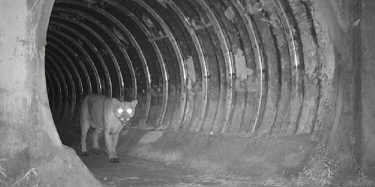 Onça-parda utiliza passagem de fauna subterrânea: segurança para os animais silvestres - Foto: Eixo-SP/Divulgação