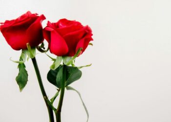 ‘A rosa é sem por que’ – por Thiago Pontes