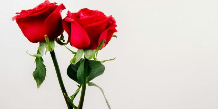 ‘A rosa é sem por que’ – por Thiago Pontes
