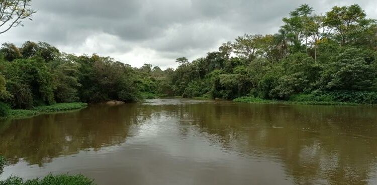 Ação ‘Nós amamos o Rio Atibaia’ recolhe lixo e planta árvores