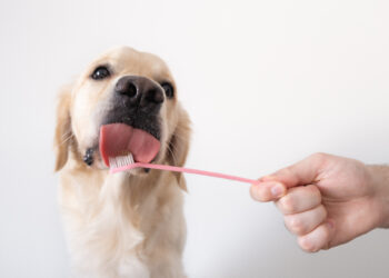 Doença periodontal é uma das enfermidades mais frequentes entre cães e gatos: cuidados - Foto: Divulgação/AdobeStock