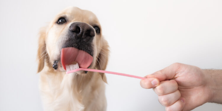 Doença periodontal é uma das enfermidades mais frequentes entre cães e gatos: cuidados - Foto: Divulgação/AdobeStock