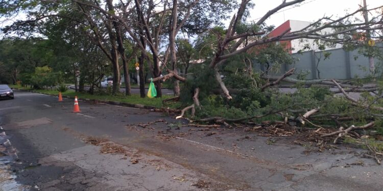 Chuva provoca queda de árvores e alagamento; carro é atingido