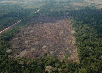 Vegetação florestal e  a campestre no Brasil sofreram as maiores perdas de áreas entre 2000 e 2020 - Foto: OP Verde Brasil 17/Via Agência Brasil