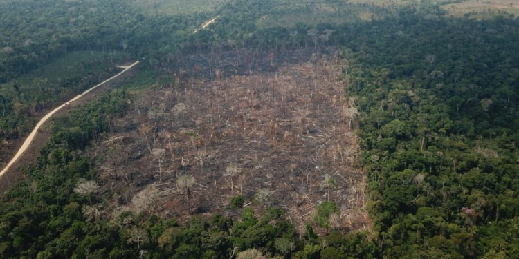 Pastagem com manejo e área agrícola avançam sobre vegetação nativa