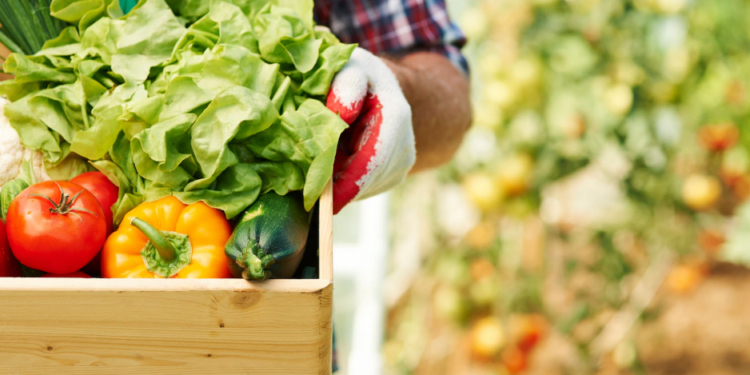 Agricultura familiar terá novo cadastro a partir desta terça