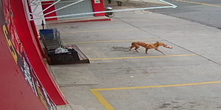 Cachorro Caramelo no momento em que deixa o mercado em Valinhos com o pacote de pães que furtou - Foto: Reprodução
